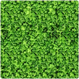 mikrokoniczyna-drobnolistna-koniczyna-wzbogaca-trawnik-nasiona-400m2-05kg