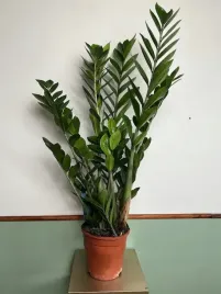 zamiokulkas-prosta-w-uprawie-zamikulkas-30cm