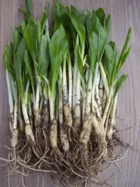 czosnek-niedzwiedzi-dorodne-sadzonki-80-sztuk