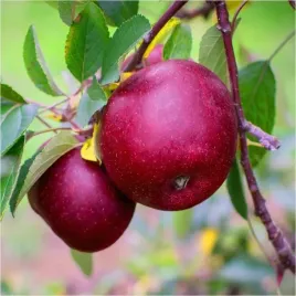 jablon-malinowka-oberlandzka-stara-odmiana-malinowy-smak-z-dziecinstwa
