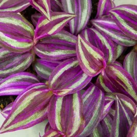trzykrotka-tradescantia-zebrina-pink-paradise-intensywnie-wybarwiona