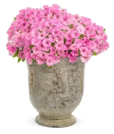 supertunia-vista-bubblegum-6-sztuk