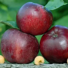 jablon-malinowka-oberlandzka-odmiana-deserowa