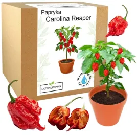 zestaw-do-uprawy-papryka-carolina-reaper-hp22b-red-nasiona-najostrzejsza