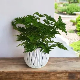 geranium-anginka-roslina-lecznicza-przeciwzmarszczkowa-na-rozstepy-celullit