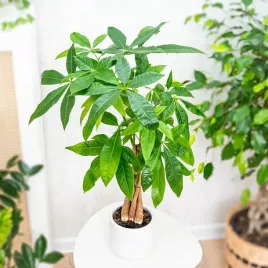 pachira-aquatica-drzewko-szczescia-i-pieniedzy-sekrety-feng-shui-dla-domu