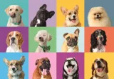 puzzle-300-elementow-funny-faces-clementoni-rodzaj-2d