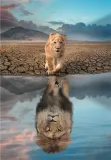 puzzle-300-elementow-super-noli-self-reflection-krol-lew-stan-nowy
