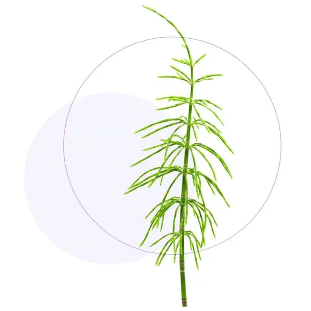 jasnum-uro-60-kapsulek-marka-inna