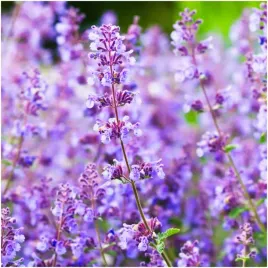 kocimietka-antykomar-odstrasza-komary-i-meszki-fioletowa-nasiona-020-g