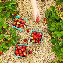 sloma-do-ogrodu-pod-truskawki-owoce-warzywa-nawoz-sciolka-naturalna-3kg-xxl