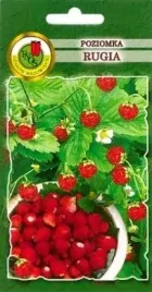 pnos-poziomka-rugia-05g