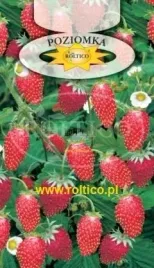 roltico-poziomka-regina-rugia-02g