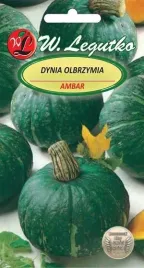 legutko-dynia-olbrzymia-ambar-3g