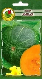 pnos-dynia-olbrzymia-ambar-5-g