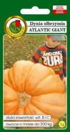 pnos-dynia-olbrzymia-atlantic-giant-3g