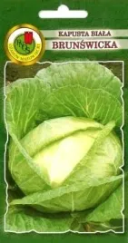 pnos-kapusta-glowiasta-biala-brunswicka-2g
