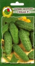 pnos-ogorek-cezar-f1-5g