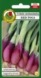 pnos-cebula-siedmiolatka-red-toga-2g