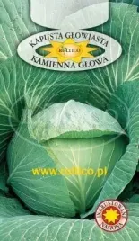 roltico-kapusta-glowiasta-biala-kamienna-glowa-2g