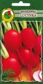 pnos-rzodkiewka-lucynka-10g