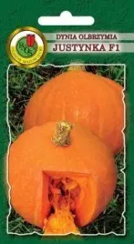 pnos-dynia-olbrzymia-justynka-f1-2-g