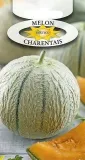 roltico-melon-charentais-1g