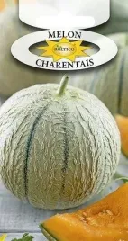 roltico-melon-charentais-1g