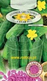 roltico-ogorek-cezar-f1-50-nasion-otoczkowane