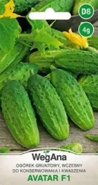 wegana-ogorek-avatar-mieszaniec-f1-4g-konserwowy