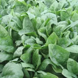 wegana-szpinak-orbita-mieszaniec-f1-10g