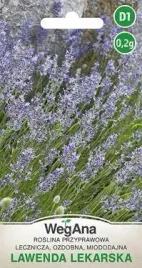 wegana-lawenda-lekarska-02g