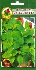 pnos-melisa-lekarska-03g