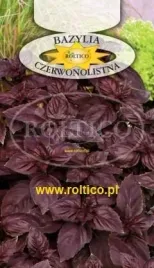 roltico-bazylia-czerwonolistna-05g