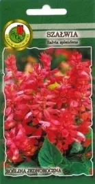 pnos-szalwia-blyszczaca-rozowa-05g