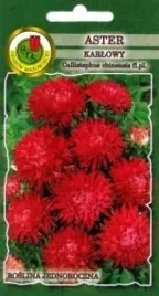 pnos-aster-chinski-karlowy-czerwony-08g