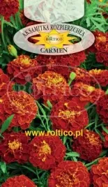 roltico-aksamitka-rozpierzchla-carmen-1-g