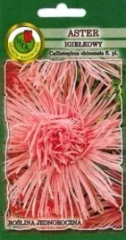 pnos-aster-chinski-igielkowy-rozowy-08g