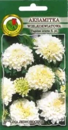 pnos-aksamitka-wielkokwiatowa-niska-albatros-kremowa-05g