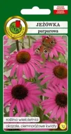 pnos-jezowka-purpurowa-1g