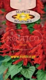 roltico-szalwia-blyszczaca-czerwona-wysoka-0-5-g