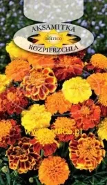 roltico-aksamitka-rozpierzchla-mieszanka-1-g