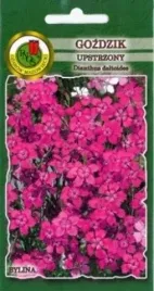 pnos-gozdzik-upstrzony-05g