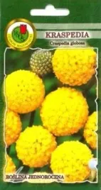 pnos-kraspedia-zolta-01g