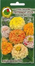 pnos-cynia-daliowa-peppermint-stick-mieszanka-1g