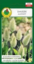 pnos-trawa-ozdobna-dmuszek-jajowaty-02-g