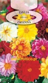 roltico-dalia-zmienna-unwins-mieszanka-1g