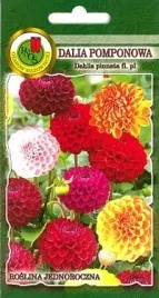 pnos-dalia-pomponowa-mieszanka-05g