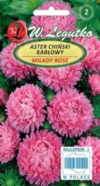 legutko-aster-chinski-karlowy-milady-ballad-rozowy-1g