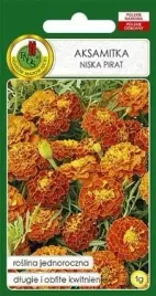 pnos-aksamitka-pelna-niska-pirat-miodowo-mahoniowa-1g